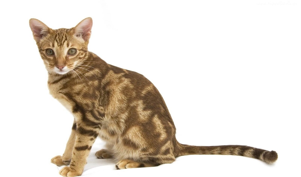 Ocicat: kattemat og raseportrett